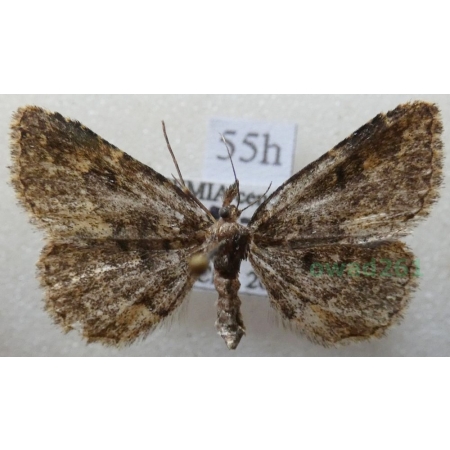 Parascotia fuliginaria (Linnaeus, 1761) female Hubiarka sadzówka Czech55h